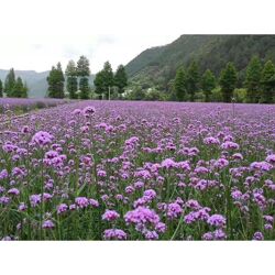 湖北柳叶马鞭草价格