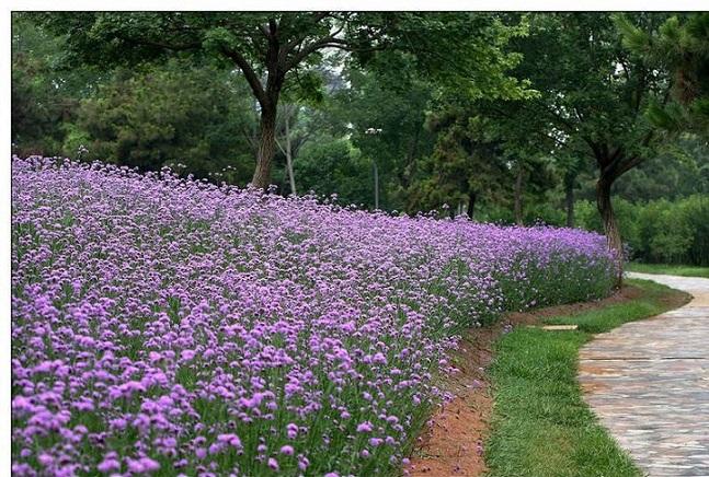 柳叶马鞭草种植基地,马鞭草,山合水马鞭草批发基地_供应产品_柳叶马鞭
