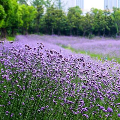 马鞭草小苗 柳叶马鞭草批发 供销