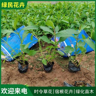 马鞭草价格