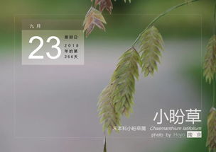 9月24,柳叶马鞭草