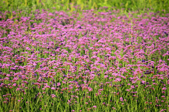 马鞭草,野花