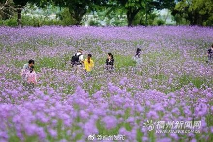花海公园里柳叶马鞭草已开,紫色的花田铺满了春日