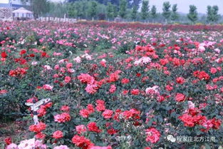 大蓟州 爱上你的 花样年华