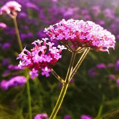 柳叶马鞭草生长温度 马鞭草种子种植方法