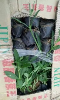 【柳叶马鞭草价格-柳叶马鞭草种植基地-柳叶马鞭草供应商-青州双科花卉】-