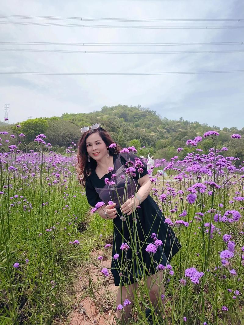 浪漫的紫色花海～~柳叶马鞭草