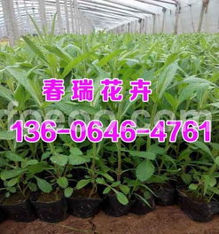 潍坊优质柳叶马鞭草批发