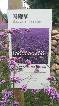 马鞭草花海小苗种植基地