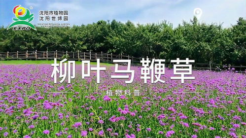 柳叶马鞭草