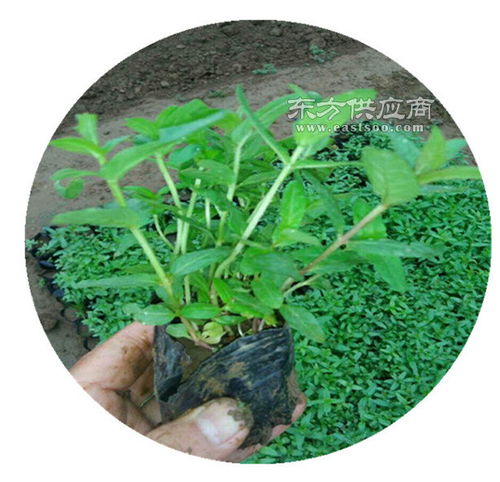 天津柳叶马鞭草苗供货商,柳叶马鞭草供货商图片