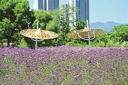 紫色花海
