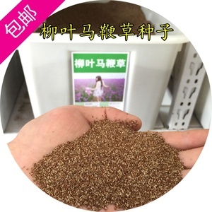 柳叶马鞭草种子