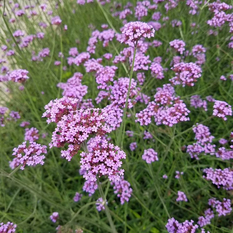 批发批发柳叶马鞭草草本花卉种子马鞭草种子园艺观赏芳香花卉易种
