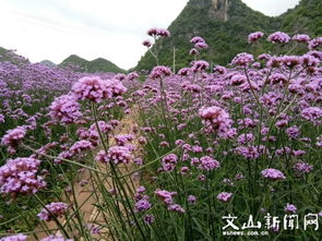 普者黑景区 马鞭草盛开成紫色海洋