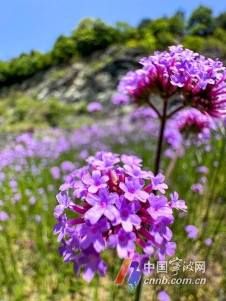 宁波景观道路柳叶马鞭草花开正盛，最佳观赏期已至