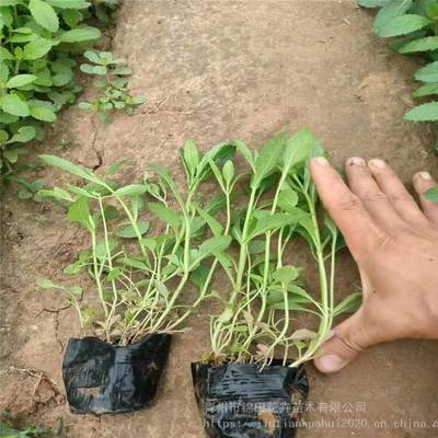 柳叶马鞭草花苗批发 山东市场行情与价格解析