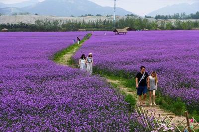 德州马鞭草批发基地 柳叶马鞭草的种植与供应优势