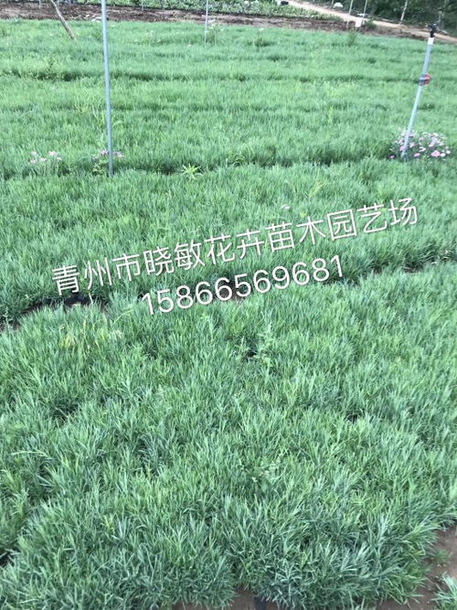 山东青州芝樱花海小苗批发种植基地 柳叶马鞭草的种植与魅力