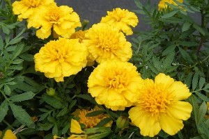 柳叶马鞭草 环保新宠及其市场行情