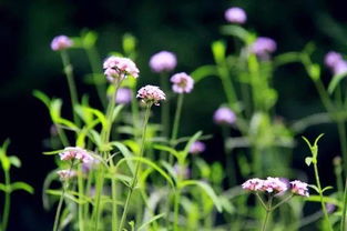 一大波高颜值来袭 西湖景区繁花似锦 柳叶马鞭草