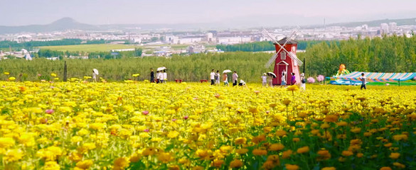 40万平花的海洋金秋绽放，静待您来——柳叶马鞭草