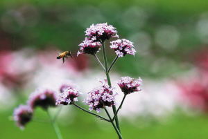 秋季紫色浪漫就在植物园 柳叶马鞭草盛景