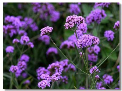 柳叶马鞭草的生物学特性及其花海建植技术