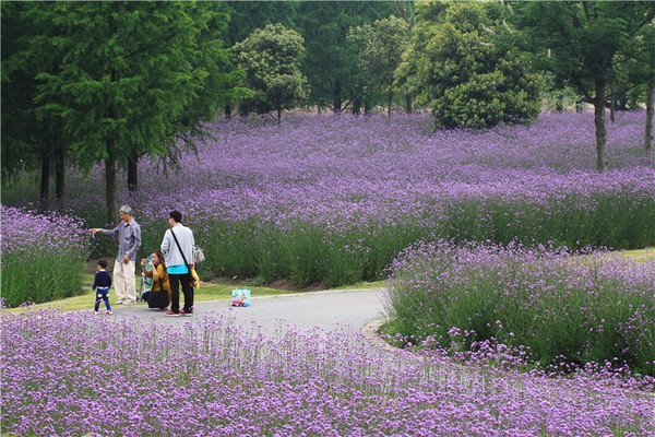 松江紫色花海 7000平方米柳叶马鞭草唯美绽放