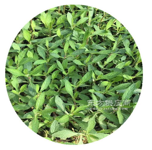 湖南柳叶马鞭草苗商图片 种植与选购指南