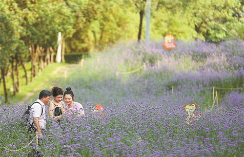 柳叶马鞭草盛放