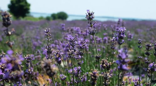 美翻了！成都周边看花赏叶地图出炉，柳叶马鞭草正当时