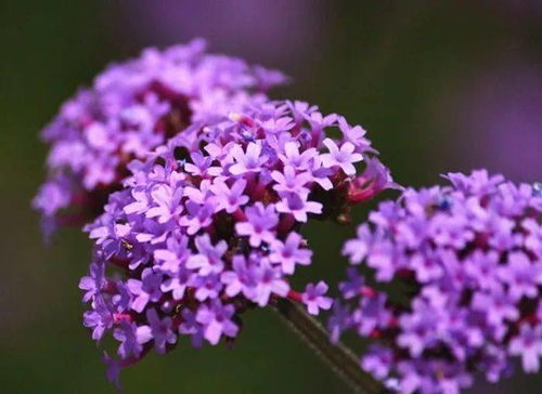 夏日新疆的梦幻紫色 马鞭草与柳叶马鞭草的诗意画卷
