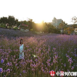 气温回升迎花海，柳叶马鞭草扮靓榕城引客来