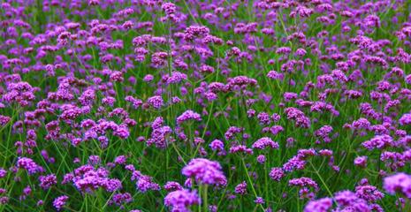 柳叶马鞭草 花海景观与生态绿化的多面手