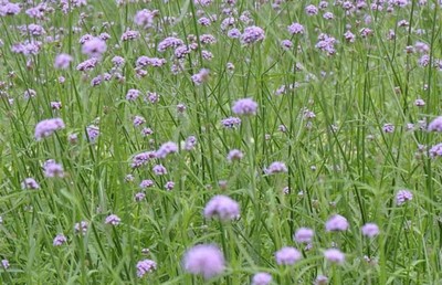 柳叶马鞭草 从种植到盛放的紫色浪漫
