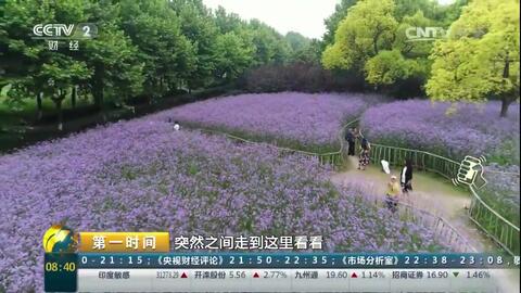 魔都的紫色梦幻 柳叶马鞭草，为何被误认为薰衣草花海？