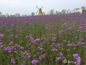 柳叶马鞭草 紫色的梦幻花海与生态价值
